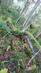 Hymenochaete rubiginosa
