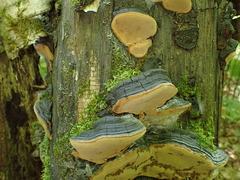 Phellinus lundellii