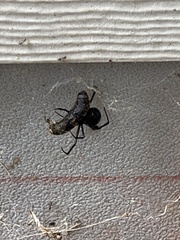 Latrodectus hesperus