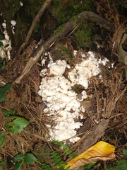 Entoloma abortivum