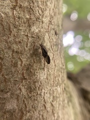 Cerastipsocus venosus