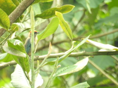 Stilpnia vitriolina