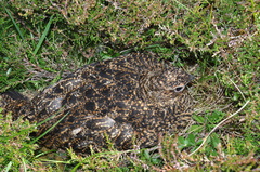Lagopus lagopus scotica