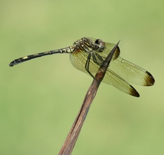 Dythemis