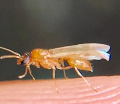 Temnothorax