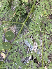 Ligusticum porteri