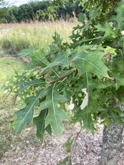 Quercus ellipsoidalis