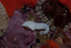 Apletodon pellegrini