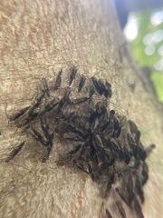 Cerastipsocus venosus