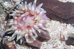 Anthostella stephensoni