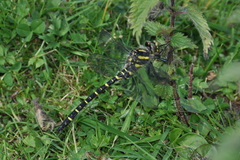 Cordulegaster boltonii