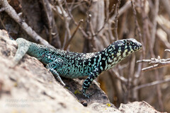 Liolaemus zapallarensis