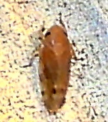 Xestocephalus