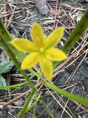 Hypoxis hirsuta