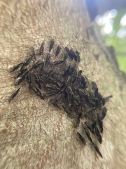 Cerastipsocus venosus