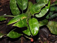 Aglaonema commutatum