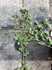 Amaranthus deflexus