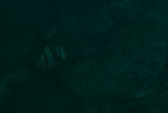 Chrysoblephus gibbiceps