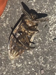 Lethocerus americanus