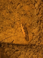 Ornativalva erubescens