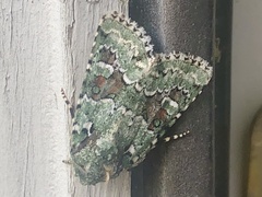 Lacinipolia implicata