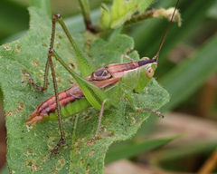 Conocephalus strictus