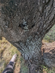 Hypocenomyce scalaris