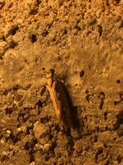 Ornativalva erubescens