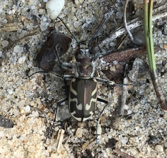 Cicindela formosa