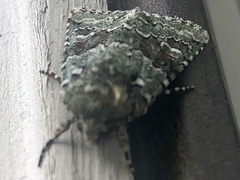 Lacinipolia implicata
