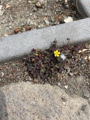 Oxalis corniculata