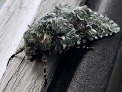 Lacinipolia implicata