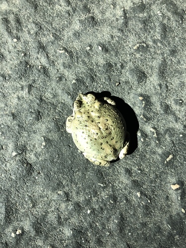 iNaturalist observation photo of Red-spotted Toad