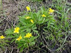 Anemonoides ranunculoides