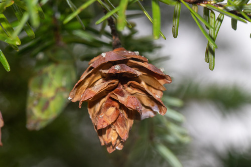 Carolina hemlock (Tsuga caroliniana)