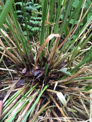 Carex paniculata