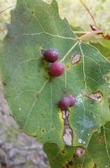 Harmandiola tremulae