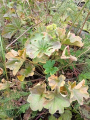 Alchemilla propinqua