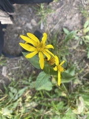 Arnica latifolia