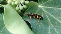Ichneumon xanthorius