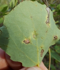 Harmandiola tremulae