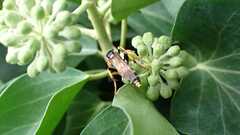Ichneumon xanthorius