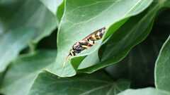 Ichneumon xanthorius