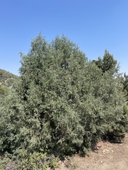 Juniperus scopulorum