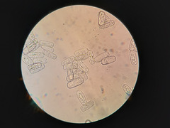 Podosphaera euphorbiae