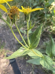 Arnica latifolia