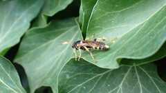Ichneumon xanthorius