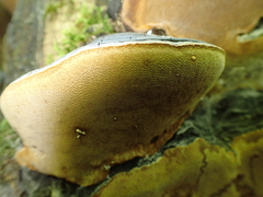 Phellinus lundellii
