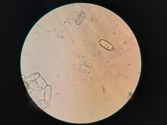 Podosphaera euphorbiae