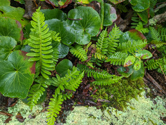 Polypodium virginianum